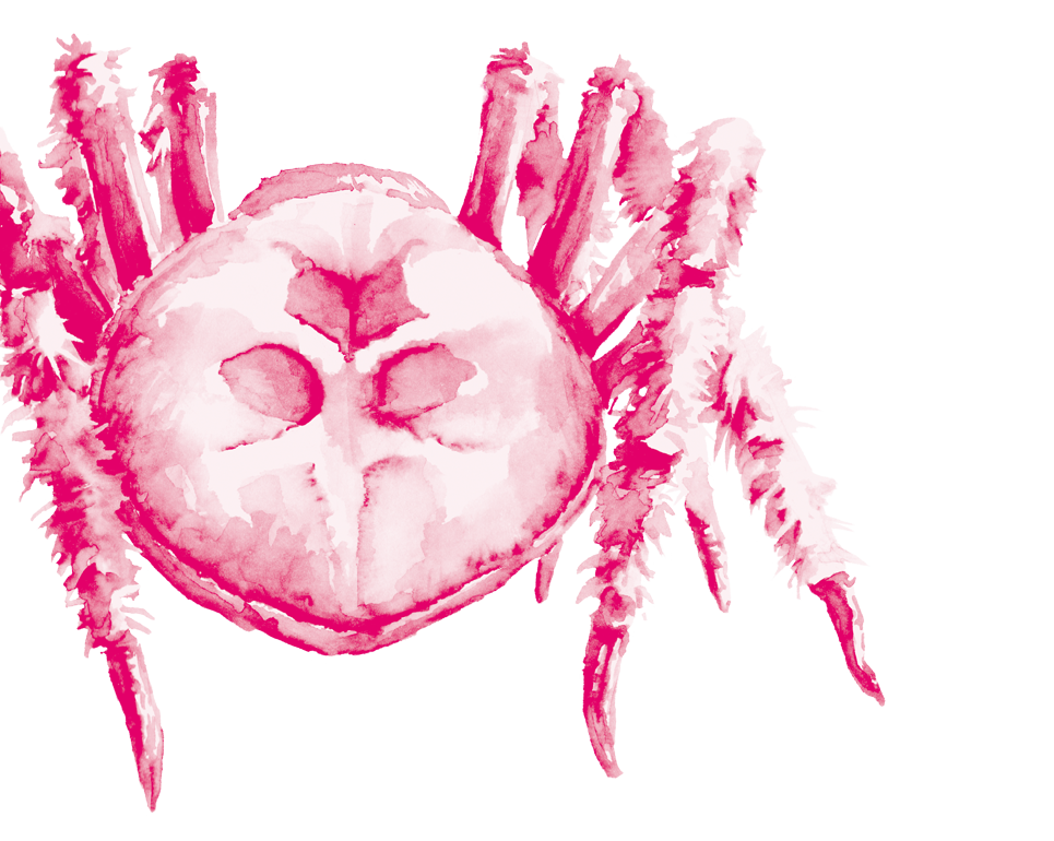 ragno rosa creazione siti